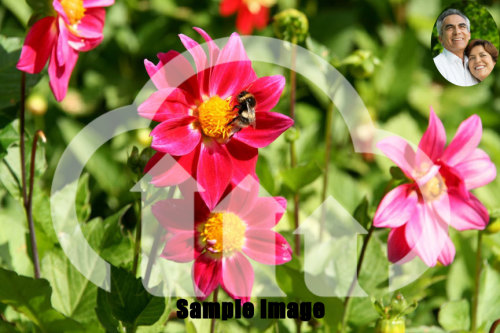 Image with 3 overlays Image with 3 overlays